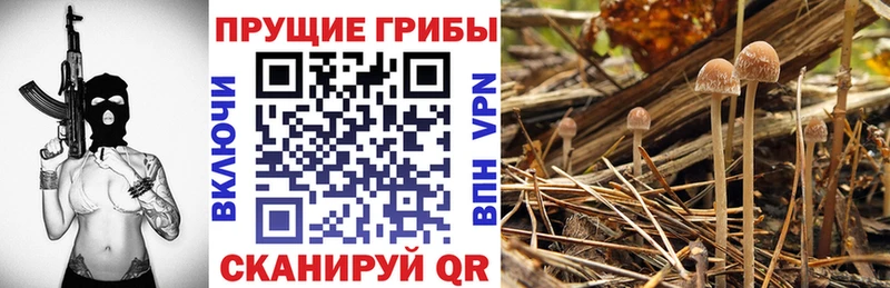 Псилоцибиновые грибы MAGIC MUSHROOMS  блэк спрут ТОР  Кувандык  даркнет официальный сайт  дарнет шоп 
